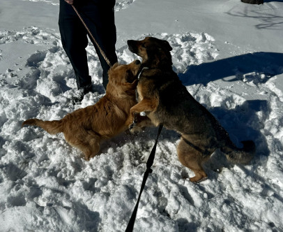 Today, ESA Addie had the opportunity to meet K9 Erika for…