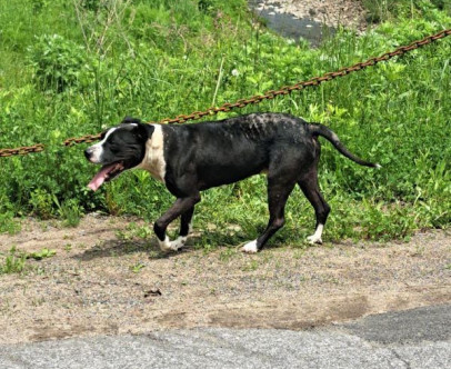 According to Oneida County Sheriff, Robert Maciol, On…