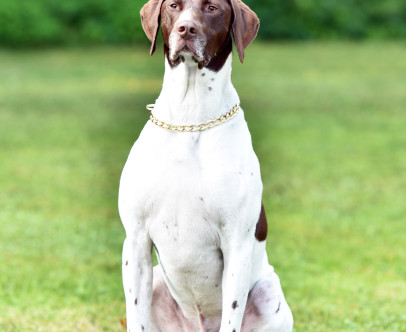 It is with regret to notify you that K-9 "Bo" has passed…